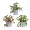Set of 3 Faux Assorted Plants in Grey Pot alternative image