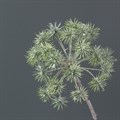 Frosty Giant Dandelion Stem alternative image