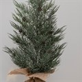 Frosted Pine Tree with Cones In Burlap alternative image