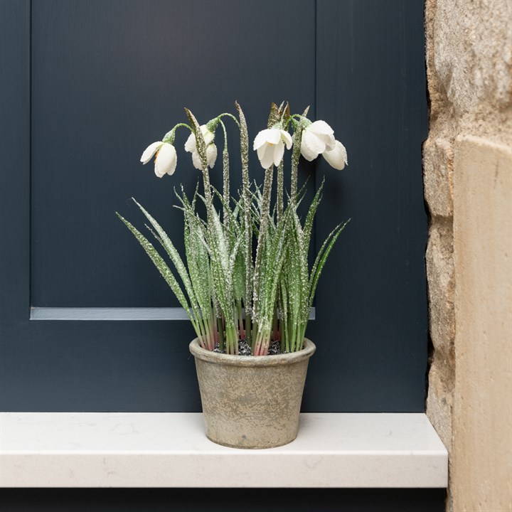 Frosted Snowdrop Plant In Pot