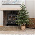 Floorstanding Faux Pine Tree In Burlap 155cm