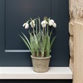 Frosted Snowdrop Plant In Pot